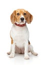 Beautiful beagle dog isolated on white