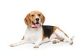 Beautiful beagle dog isolated on white Royalty Free Stock Photo