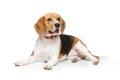 Beautiful beagle dog isolated on white Royalty Free Stock Photo