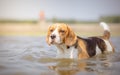 Beautiful Beagle dog in water