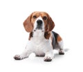 Beautiful beagle dog on white background.