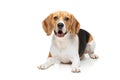 Beautiful beagle dog on white