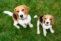 Beautiful beagle dogs.Cute friends