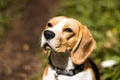 Beautiful beagle hunting dog with background with space for something Royalty Free Stock Photo