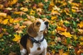 Beautiful beagle hunting dog with background with space for something Royalty Free Stock Photo