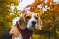 Beautiful beagle hunting dog with background with space for something Royalty Free Stock Photo