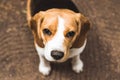 Beautiful beagle hunting dog with background with space for something Royalty Free Stock Photo