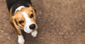 Beautiful beagle hunting dog with background with space for something Royalty Free Stock Photo