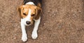 Beautiful beagle hunting dog on the ground background with space for something Royalty Free Stock Photo