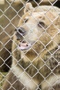 Beautiful bear in captivity