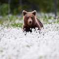 Beautiful bear among the cotton grass Royalty Free Stock Photo