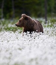 Beautiful bear among the cotton grass Royalty Free Stock Photo