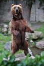 Beautiful bear in the nature looking habitat in Germany