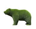 Beautiful bear shaped topiary isolated. Landscape gardening