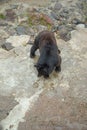 Beautiful bear in a zoo. Animal. Wildlife