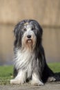 Bearded Collie Royalty Free Stock Photo