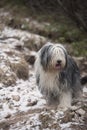 Beautiful Bearded Collie