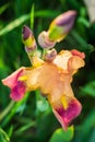 Beautiful bearded iris Royalty Free Stock Photo