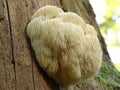 Fine example of a Lions Mane mushroom.