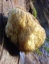 Fine example of a Lions Mane mushroom. Royalty Free Stock Photo