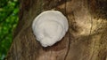 Fine example of a Lions Mane mushroom. Royalty Free Stock Photo