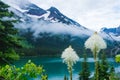 Beautiful beargrass wildflowers at Grinnel Lake in Glacier National Park USA Royalty Free Stock Photo