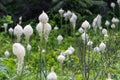 Beautiful beargrass wildflowers growing along the Swiftcurrent Pass trail in Glacier National Park Montana USA Royalty Free Stock Photo