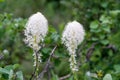 Beautiful beargrass wildflowers growing along the Swiftcurrent Pass trail in Glacier National Park Montana USA Royalty Free Stock Photo