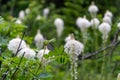 Beautiful beargrass wildflowers growing along the Swiftcurrent Pass trail in Glacier National Park Montana USA Royalty Free Stock Photo