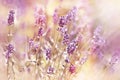 Beautiful, beatiful lavender flower Royalty Free Stock Photo
