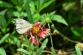 Beautiful Beauterfly On Thy Flower