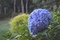 Beautiful and beautiful Brazilian hydrangea flowers