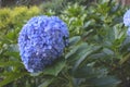 Beautiful and beautiful Brazilian hydrangea flowers