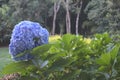 Beautiful and beautiful Brazilian hydrangea flowers