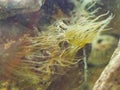 Beautiful Brown sea flower reef at underwater.