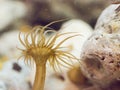 Beautiful Brown sea flower reef at underwater.