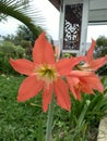 Beautiful and beautiful pink flowers at the flower garden location in the afternoon