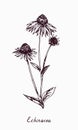 Eastern purple coneflower Echinacea purpurea flower stem with buds and leaves, doodle drawing with inscription Royalty Free Stock Photo