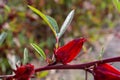 Beautiful beauty and health care Hibiscus sabdariffa