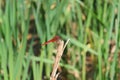 Beautiful beauty Red Skimmer Ruddy Darter Dragonfly, Sympetrum sanguineum, sitting in the reeds on a dry stick near the pond Royalty Free Stock Photo
