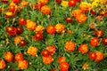 A beautiful bed of bright orange marigold flowers. Royalty Free Stock Photo