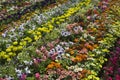 Beautiful Bed of Flowers