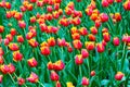 Beautiful bed of flowers with red yellow tulips. Morning dew drops on the colorful petals. Amazing flowers. Dutch tulip. Royalty Free Stock Photo