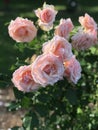 Multitude of beautiful pink and peach rose flowers.