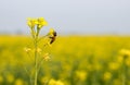 A beautiful bee collecting honey from the mustard flower close up shot Royalty Free Stock Photo