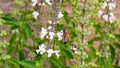beautiful bee doing its pollination work on basil flower Royalty Free Stock Photo
