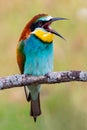 Beautiful bee-eater is opening its peak Royalty Free Stock Photo