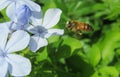 Bee flies to plumbago flower, closeup