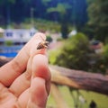 Beautiful bee in my hand very chubby Royalty Free Stock Photo