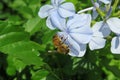 Bee on blue plumbago flower in the garden, closeup